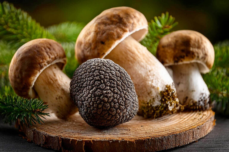Sagra del fungo e del tartufo