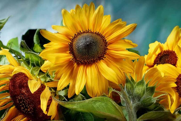 Franciacorta in fiore