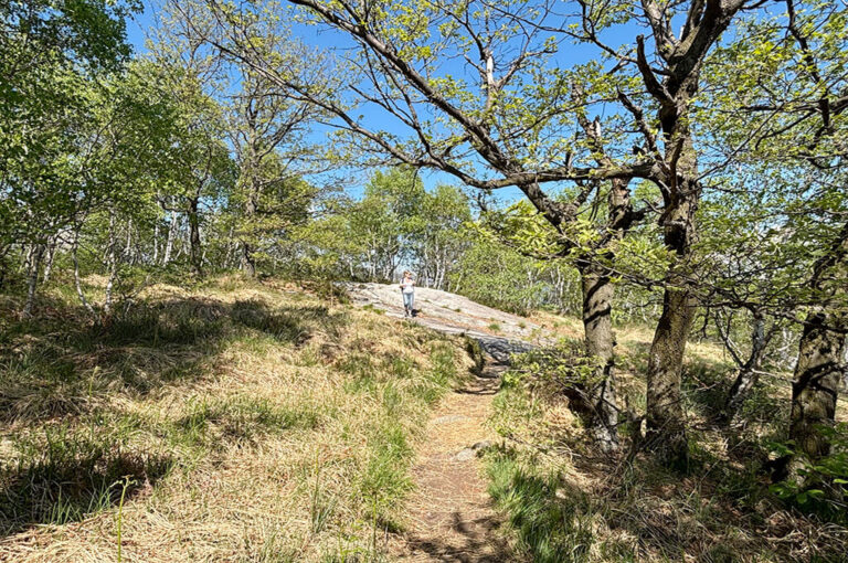 Lungo il sentiero...