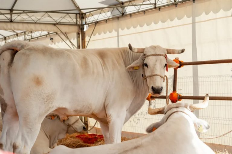 Fiera alla pieve