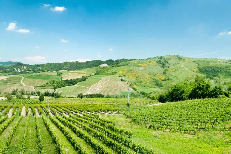 Collina oltrepo