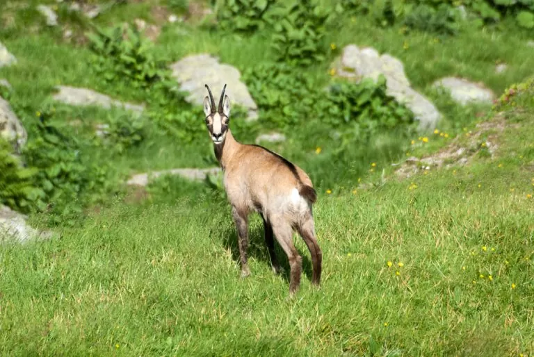 Laghi Gemelli da Carona: camoscio