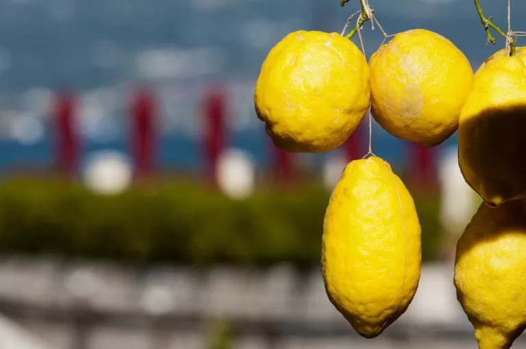 Battello lago di Garda: limoni