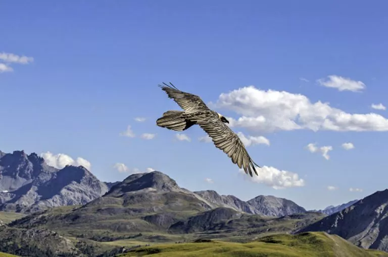 Svizzera