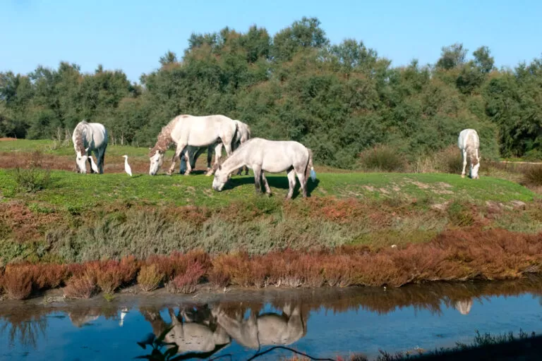 La natura selvaggia di boscoforte: cavalli