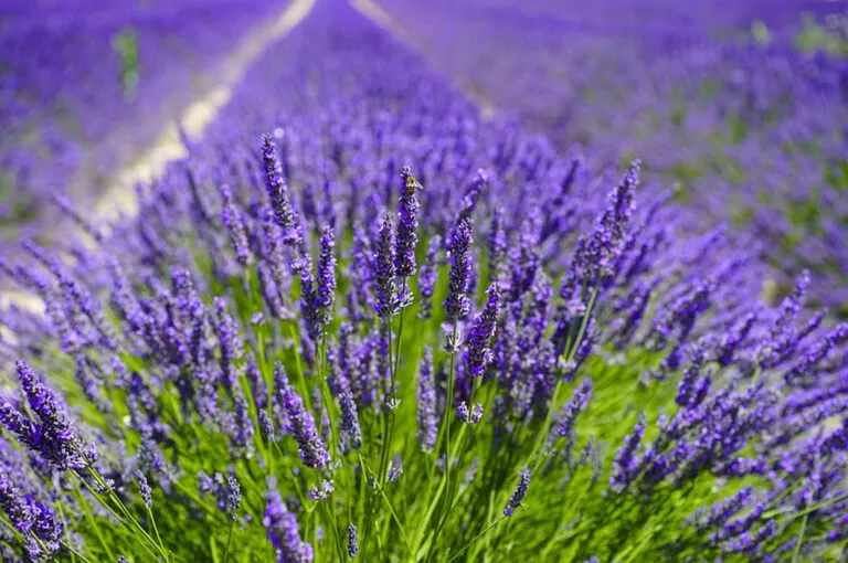 Festa della lavanda