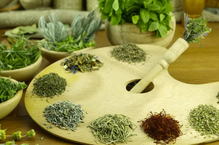 Festa delle erbe spontanee