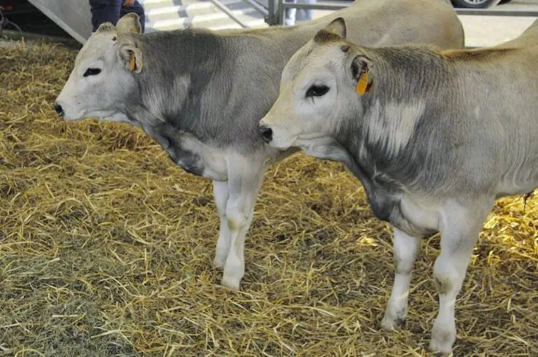Fiera agricola