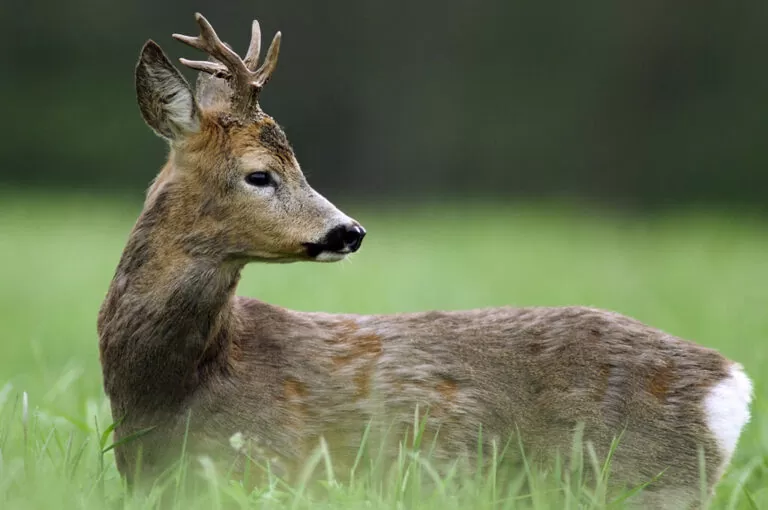 Parco boschi carrega capriolo