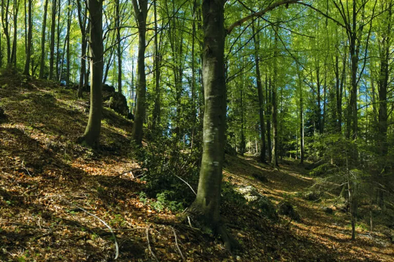 Trekking nella foresta della valsolda: sentiero bosco