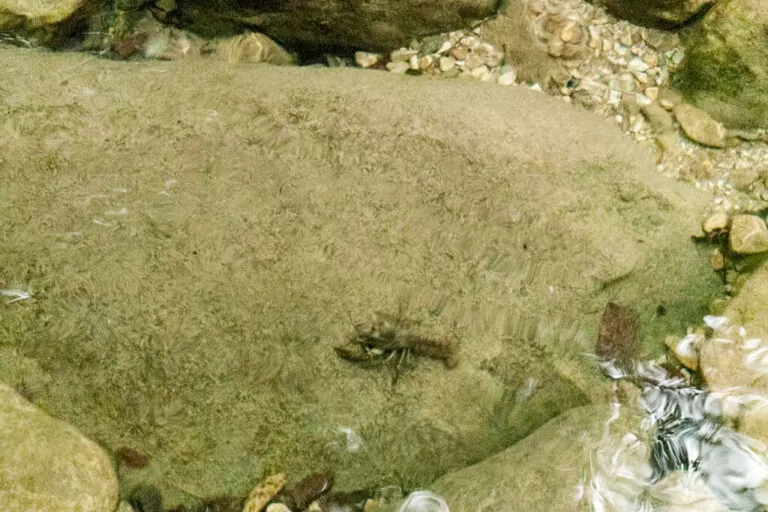 Corni di canzo: gambero di fiume