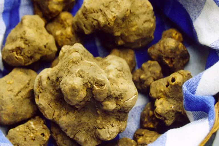 Fiera nazionale del tartufo bianco pregiato di pergola
