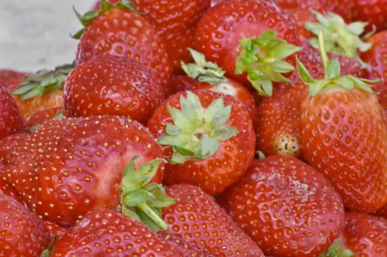 Sagra della fragola lagosanto