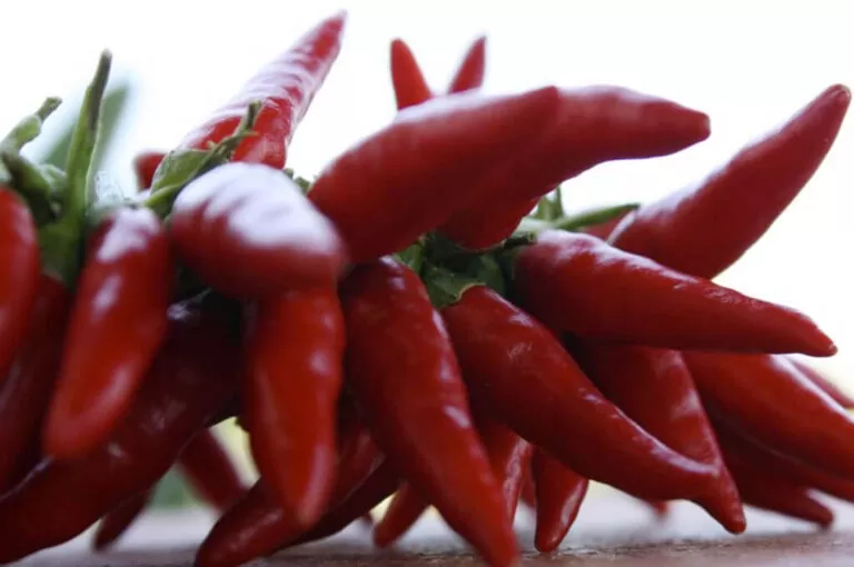 Peperoncino festival