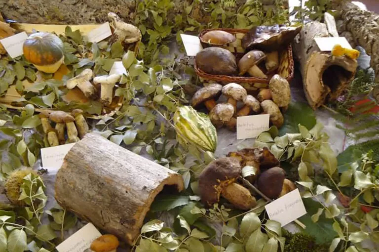 Funghi fest a castelbuono
