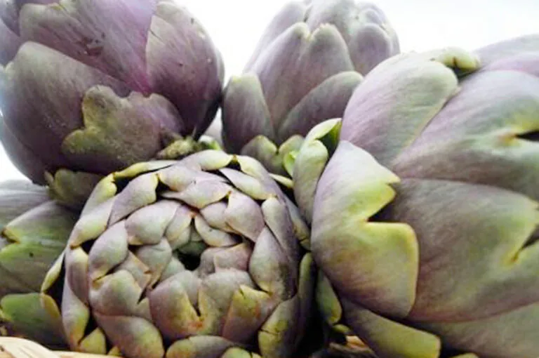 Sagra del carciofo romanesco