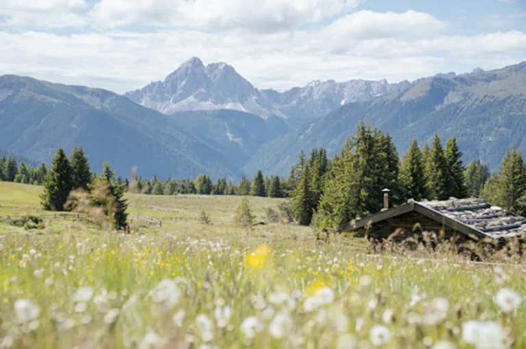 Malghe in fiore