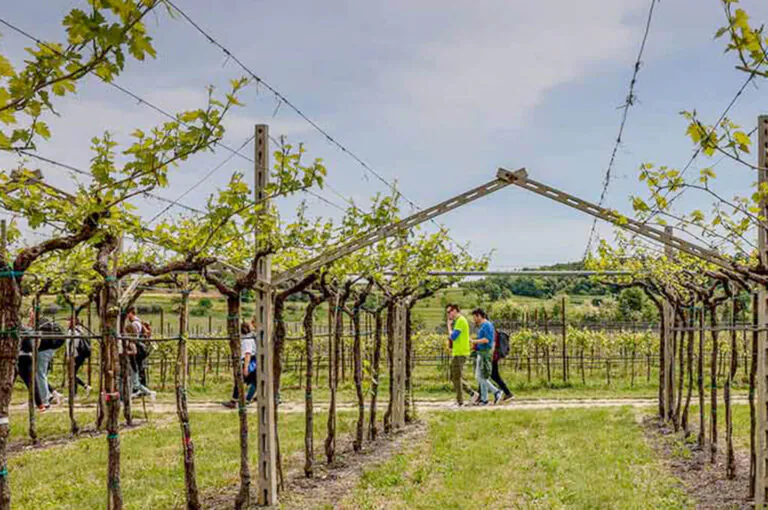 Magnalonga della valpolicella
